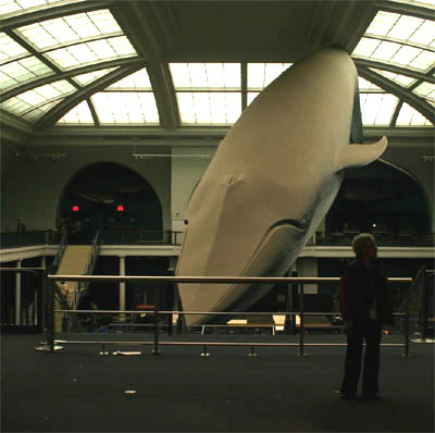 Blue Whale Display