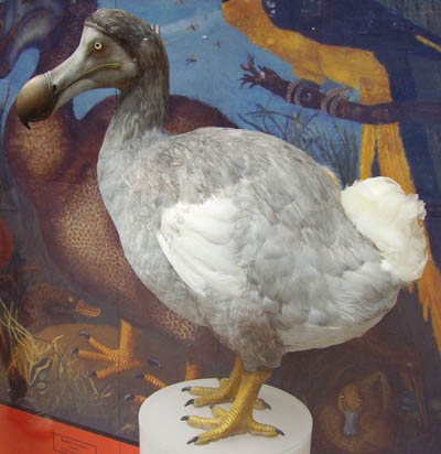 The Dodo was probably Fun to Bonk on the Head